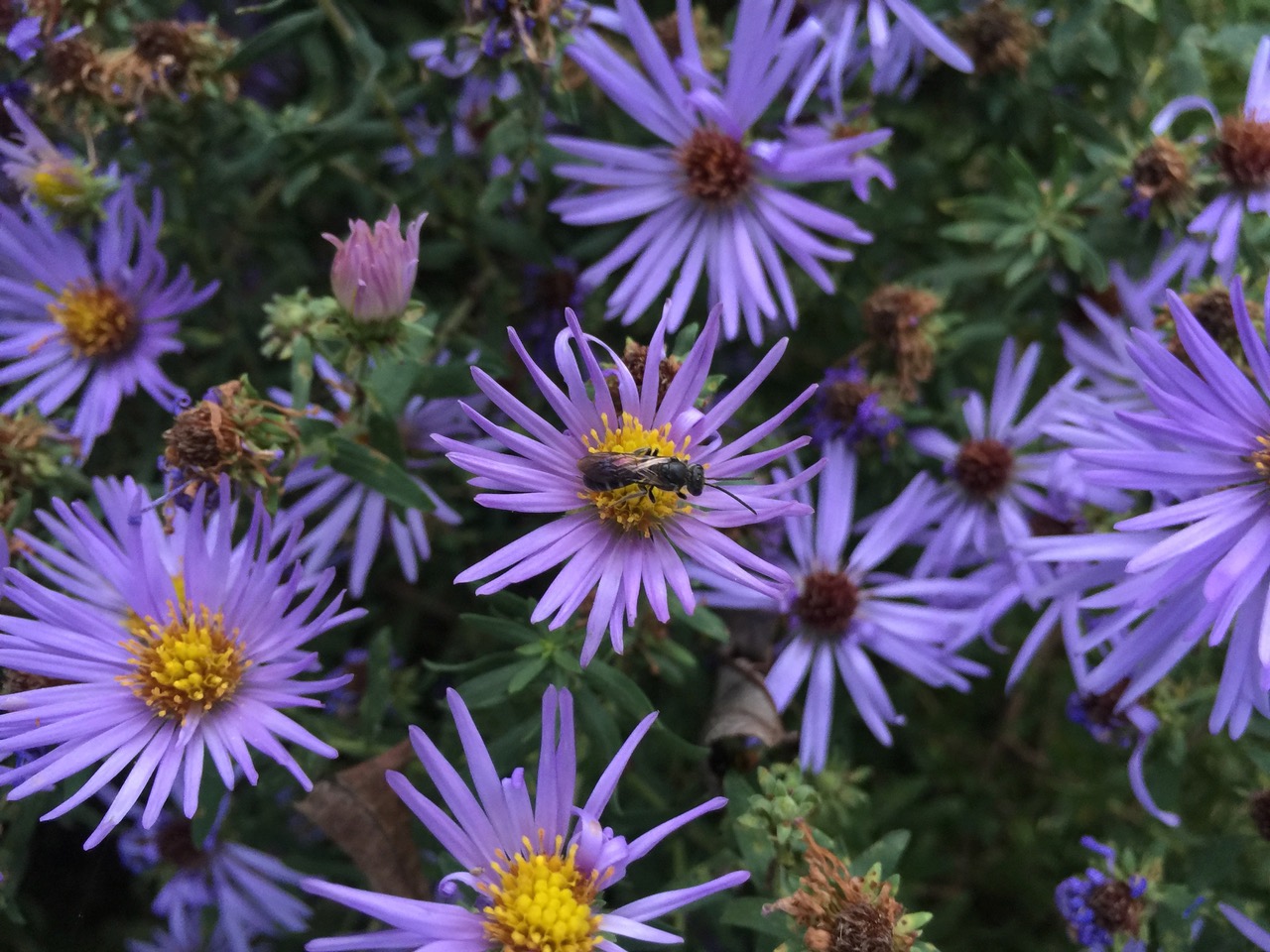 Why Use Native Plants in Your Yard Asclepias Landscape Design